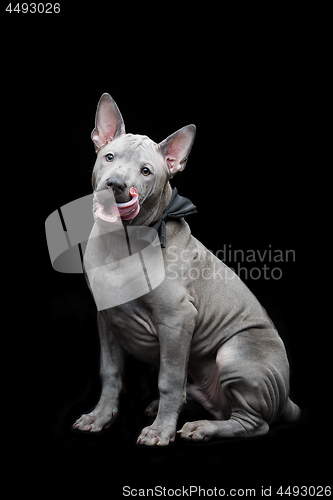 Image of Thai ridgeback puppy