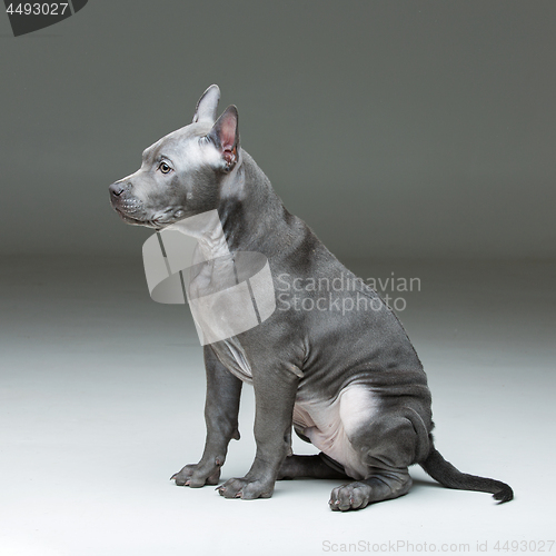 Image of Thai ridgeback puppy