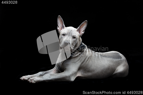 Image of Thai ridgeback puppy