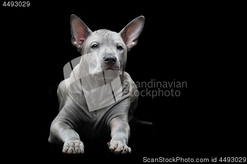 Image of Thai ridgeback puppy