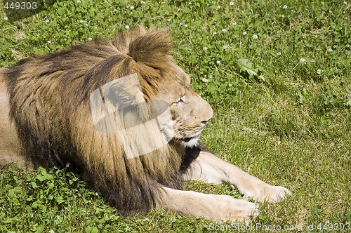 Image of Lion