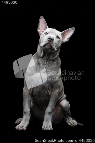 Image of Thai ridgeback puppy