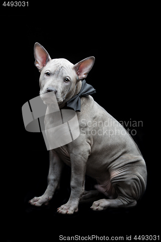Image of Thai ridgeback puppy