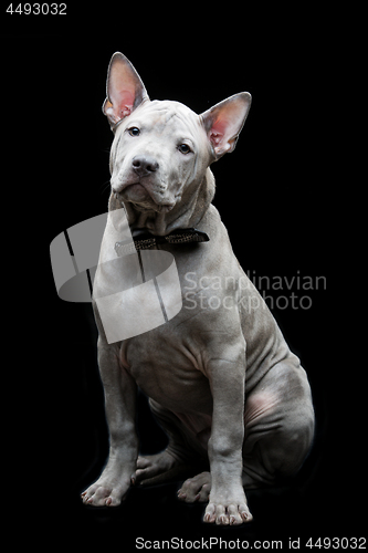 Image of Thai ridgeback puppy