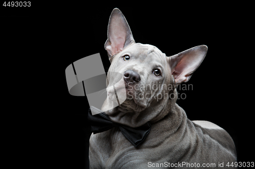 Image of Thai ridgeback puppy