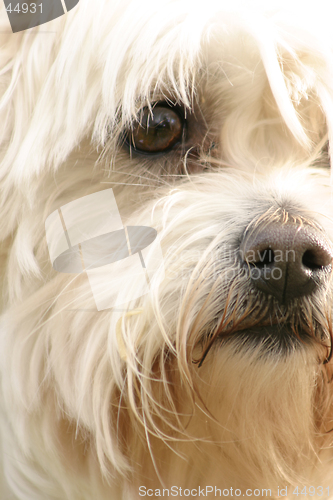 Image of Maltese Terrier
