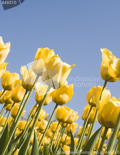 Image of Flowers