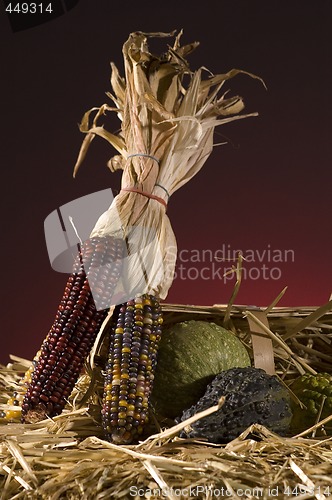 Image of Corn