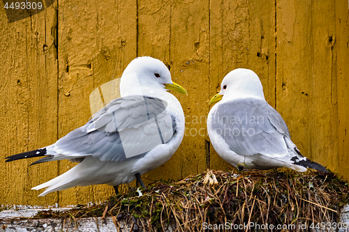 Image of Seagull bird close up