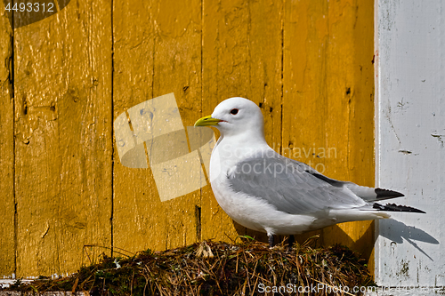 Image of Seagull bird close up