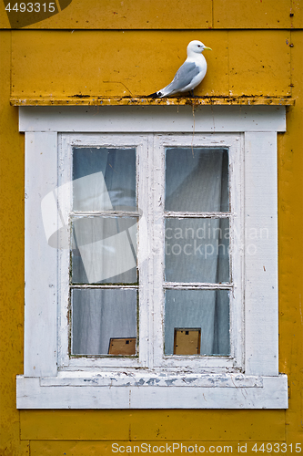 Image of Seagull bird close up