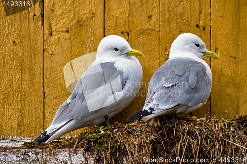 Image of Seagull bird close up