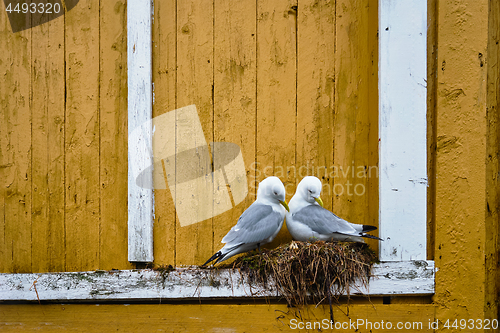 Image of Seagull bird close up