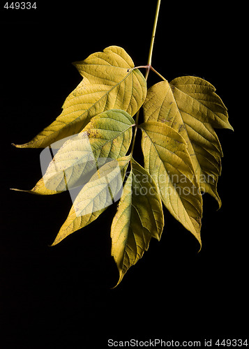 Image of Leaf