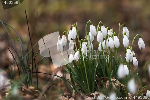 Image of Snowdrops by early spring season