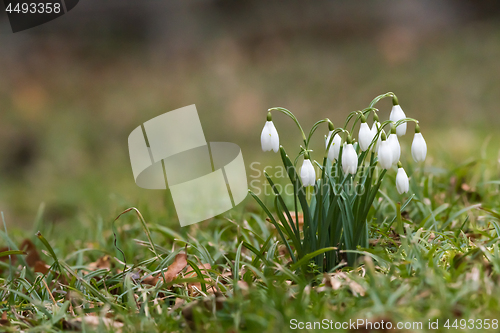 Image of Small group blossom snowdrops