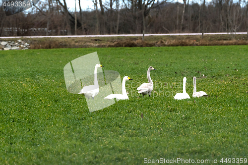 Image of Swans grazing in a farmers field