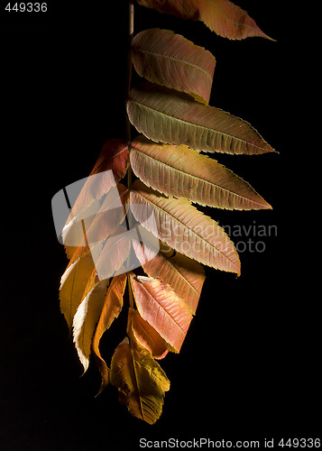 Image of Leaf