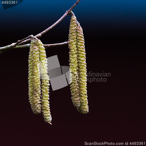 Image of Hazel catkins closeup
