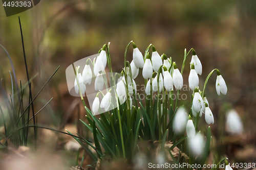 Image of Blossom snowdrops closeup