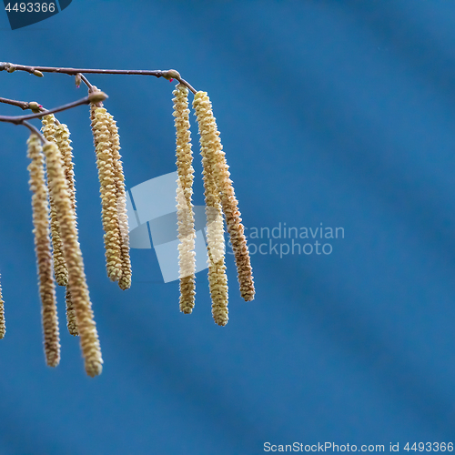 Image of Hazel catkins by a blue sky