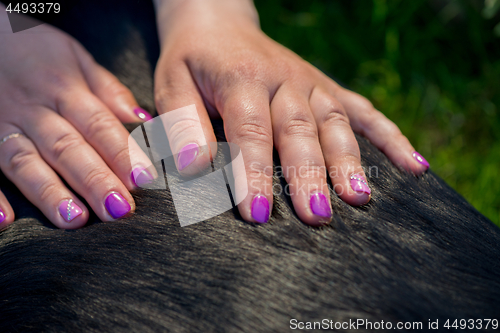 Image of Human hands doing dog massage