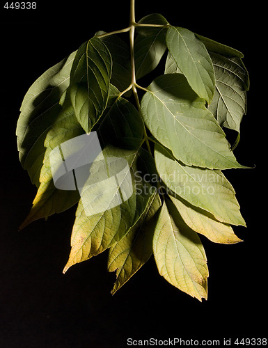 Image of Leaf