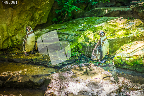 Image of Two penguins sittting on the rocks.