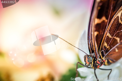 Image of Morpho butterfly macro shot