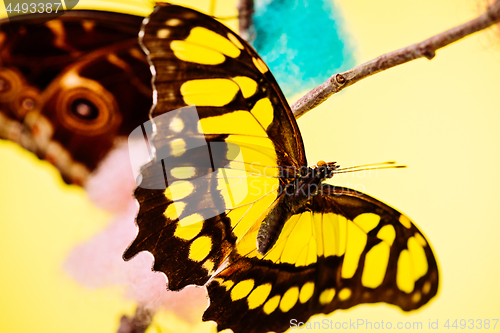 Image of Tropical butterfly over yellow