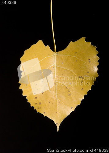 Image of Leaf