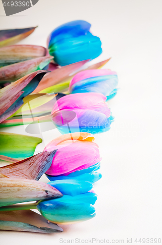 Image of Vertical shoot of multi colored tulips