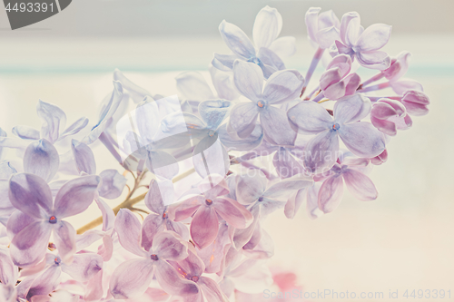 Image of Close-up of beautiful lilac