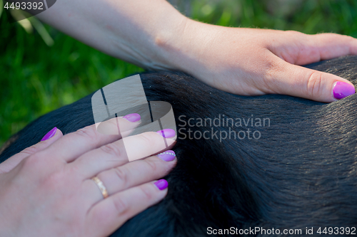 Image of Human hands doing dog massage