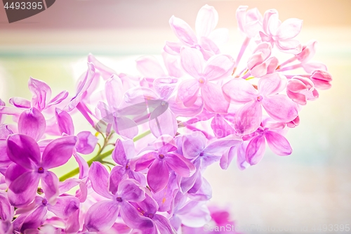 Image of Close-up of beautiful lilac