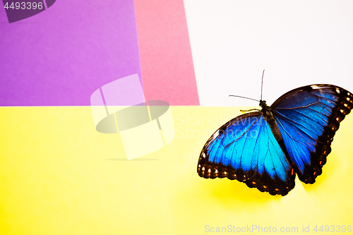 Image of Morpho butterfly macro shot