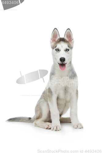 Image of Cute husky puppy dog