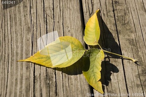 Image of Leaves