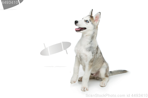 Image of Cute husky puppy dog