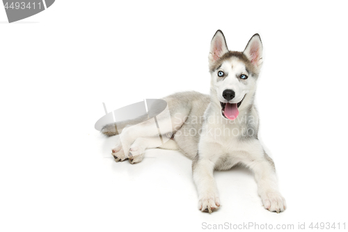 Image of Cute husky puppy dog