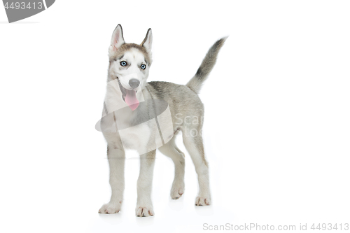 Image of Cute husky puppy dog