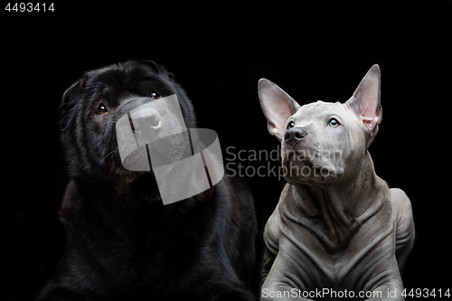 Image of Beautiful dogs on black background 