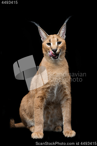 Image of Beautiful caracal lynx over black background