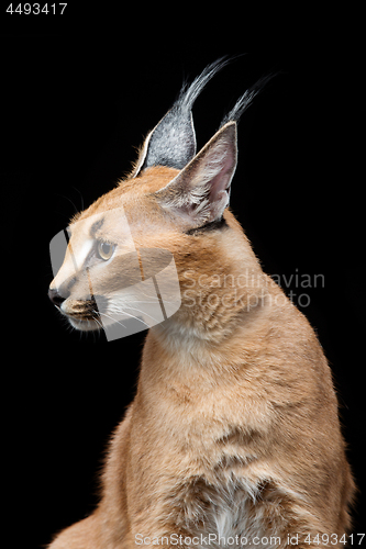 Image of Beautiful caracal lynx over black background