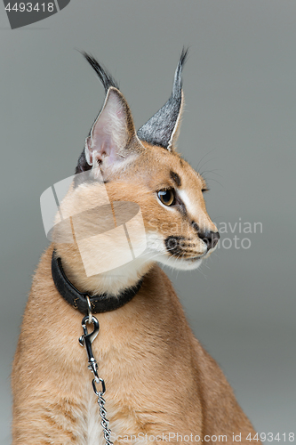 Image of Beautiful caracal lynx sitting over grey background