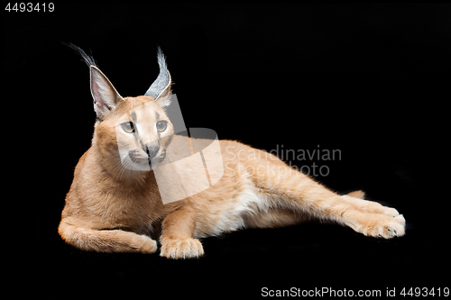 Image of Beautiful caracal lynx over black background