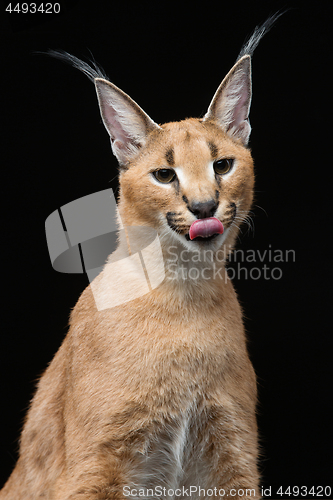 Image of Beautiful caracal lynx over black background