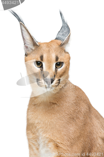 Image of Beautiful caracal lynx isolated on white