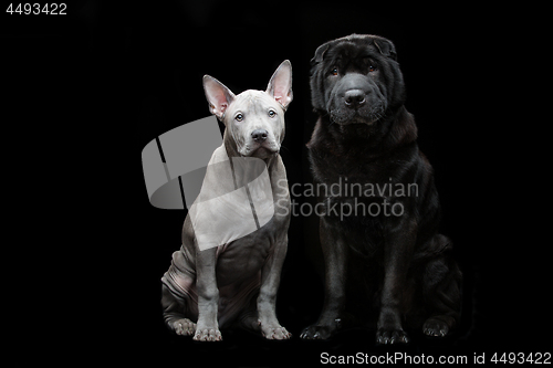 Image of Beautiful dogs on black background 