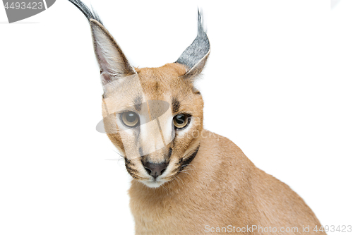 Image of Beautiful caracal lynx isolated on white